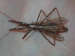 Australcmena lineativentris