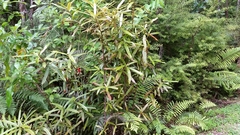 Myrsine salicina