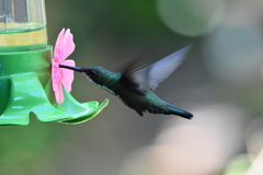 Anthracothorax nigricollis