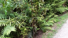 Myrsine salicina