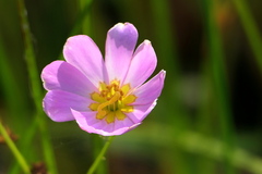 Sabatia kennedyana