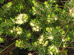 Leionema phylicifolium