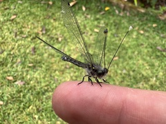 Pilacmonotus sabulosus