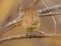 Emberiza rutila