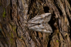 Pseudocoremia lupinata