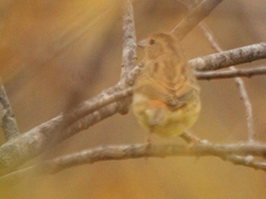 Emberiza rutila