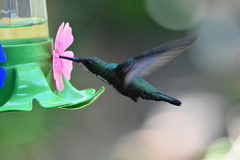 Anthracothorax nigricollis