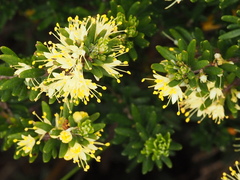 Leionema phylicifolium