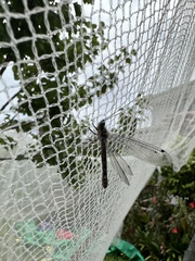 Pilacmonotus sabulosus