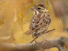 Emberiza chrysophrys