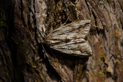 Pseudocoremia lupinata