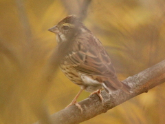 Emberiza chrysophrys