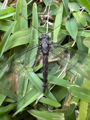 Pilacmonotus sabulosus