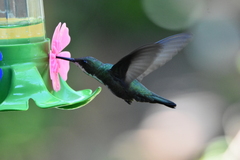 Anthracothorax nigricollis