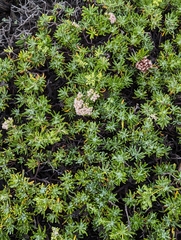 Eriogonum arborescens