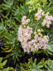 Eriogonum arborescens
