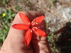 Silene subciliata