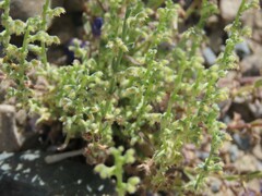 Pectocarya heterocarpa