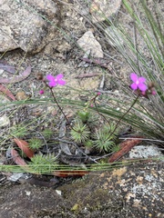 Stylidium lineare