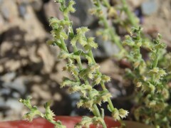 Pectocarya heterocarpa