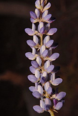 Lupinus lepidus sellulus