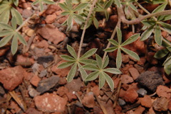 Lupinus lepidus sellulus