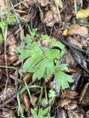 Ranunculus californicus
