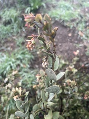 Arctostaphylos luciana