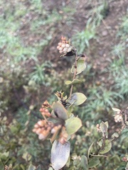 Arctostaphylos luciana