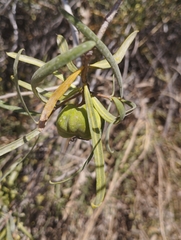 Colliguaja integerrima