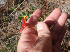 Silene subciliata