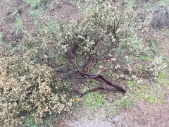 Arctostaphylos luciana