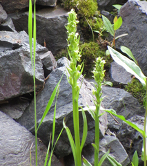 Platanthera huronensis