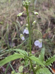 Cardamine californica
