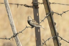 Calcarius ornatus