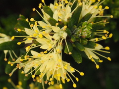 Leionema phylicifolium