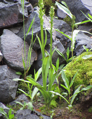 Platanthera huronensis