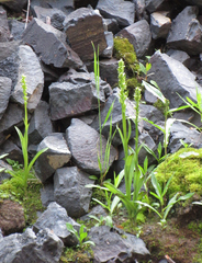 Platanthera huronensis