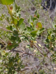 Baccharis rhomboidalis