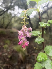 Ribes malvaceum