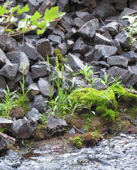 Platanthera huronensis