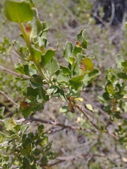 Baccharis rhomboidalis