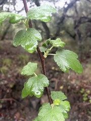 Ribes malvaceum
