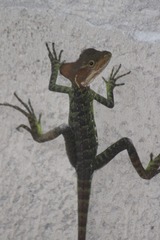 Basiliscus galeritus