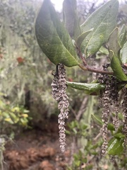 Garrya elliptica