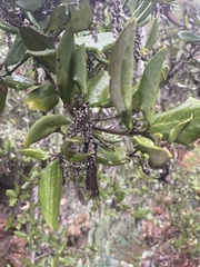 Garrya elliptica