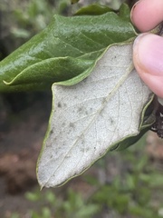 Garrya elliptica