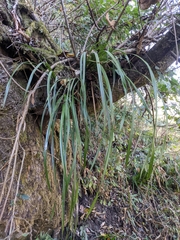 Cymbidium erythraeum