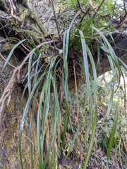 Cymbidium erythraeum