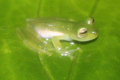 Espadarana prosoblepon